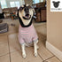 Tooth & Honey Big Dog Stripe Shirt – Pullover with Full Belly Coverage – Pink and Grey Shirt for Extra Large Dogs