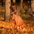 Elegant little tail Fall Dog Collar, Halloween Plaid with Flower Adjustable Collar for Small Dogs
