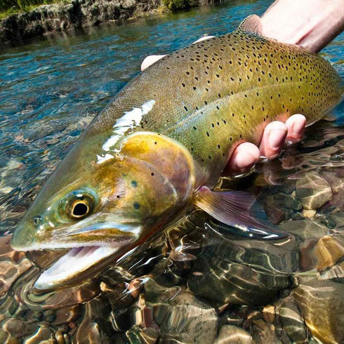 YZD 12pcs Fly Fishing Trout Flies Kit Fly Fishing Lure for Trout Premium Dry Wet Flies Streamer Mayfly Emerger Flys
