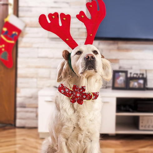 Elegant little tail Dog Collar with Flower, Christmas Flower Dog Collar for X-Small Dogs, Holiday Pet Collar