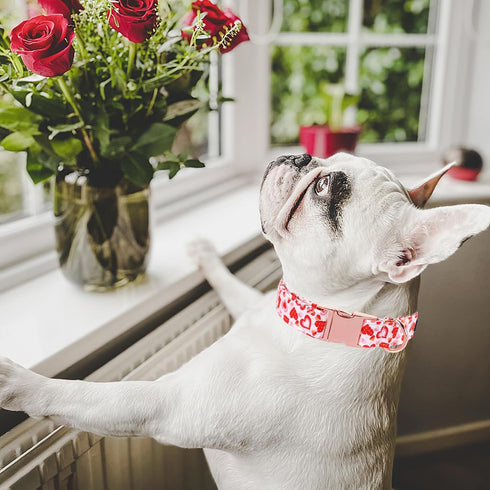 Maca Bates Valentines Dog Collar, Comfortable Soft Heart Collar with Metal Buckle, Adjustable for Small Medium Large Dog