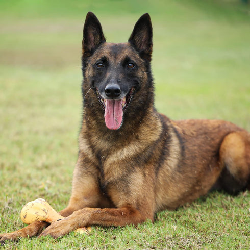 Tikaton Dog Chew Toys for Aggressive Chewers, Chicken Flavor Durable Teething Bones for All Sizes