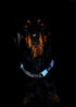 Rogz Utility Large 3/4-Inch Reflective Fanbelt Obedience Half-Check Dog Collar, Orange