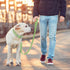 Wisedog Waterproof Standard Dog Leashes - 5 ft/6 ft Adjustable with 2 Hooks for Traffic Control Safety for Small,
