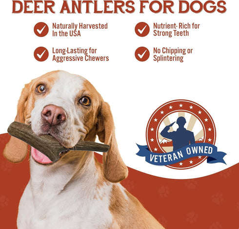 Heartland Deer Antlers for Dogs, Grade A Naturally Shed Antlers, Chew Toy for Aggressive Chewers (Small: 4-5 Deer