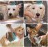 Dog Bath Brush, Pet Massage Shampoo Dispenser, Soft Silicone Rubber Bristle Brush for Dogs and Cats Shower Grooming
