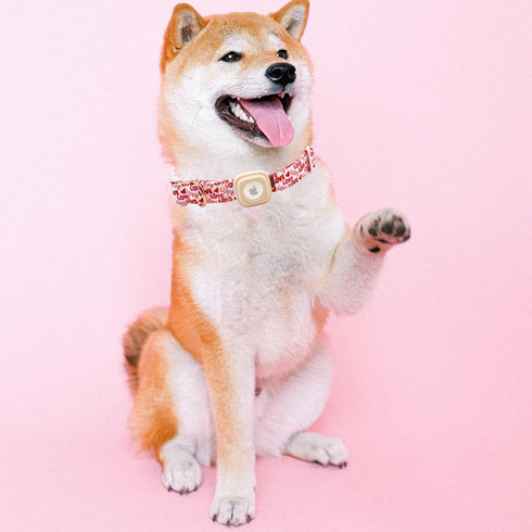 Elegant little tail Airtag Dog Collar, Valentine's Day Adjustable Pet Collar with Airtag Holder for Medium Dogs