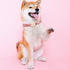 Elegant little tail Airtag Dog Collar, Valentine's Day Adjustable Pet Collar with Airtag Holder for Medium Dogs