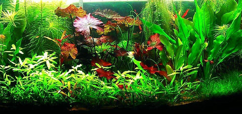 Aquatic Discounts 1 5-6 2 1 Hornwort - Young, Healthy, Super Easy Live Aquarium Plant, Bundle in. Great for Betta