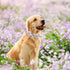 Elegant Little Tail Dog Collar with Bowtie, Adjustable Spring Flower Cute Pink Pet Collar Gift for X-Small Dogs