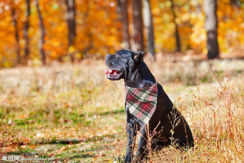 Elegant Little Tail Christmas Plaid Pet Bandana, Washable Reversible Cotton Scarf for Small to Large Dogs