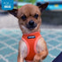 Best Pet Supplies Voyager Step-in Air Dog Harness, Reflective No Pull for Small, Medium Dogs, Cats - Orange, M