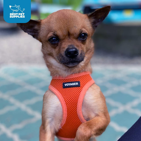 Best Pet Supplies Voyager Step-in Air Dog Harness - All Weather Mesh, Reflective, No Pull, Orange, L