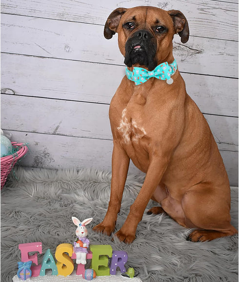 Easter Dog Collar with Bow Tie, Cotton Carrot Design for X-Large Dogs, Cute Pet Collar with Metal Buckle