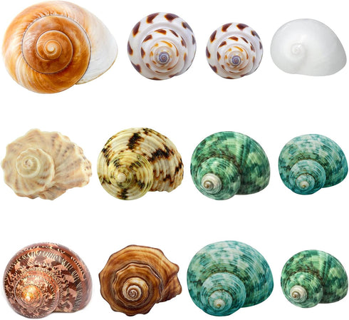 Hermit Crab Shells Medium and Large, 12PCS Growth Turbo Seashells for Small Medium and Large Crabs.