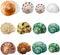 Hermit Crab Shells Medium and Large, 12PCS Growth Turbo Seashells for Small Medium and Large Crabs.