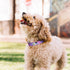 QQPETS Adjustable Soft Dog Collar with Print Flower Pink Multicolor Patterns for XS Small Medium Large Pets