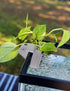 joqepy 4 3-Hole Pk Upgraded Aquarium Plant Holder, Hanging Aquarium Plant Holder with Clip, Suitable for Fish Tank