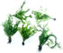 2 1 Marcus Fish Tanks Java Fern Windelov Microsorum pteropus Lace Java Fern Live Aquarium Plants for Aquatic Freshwater