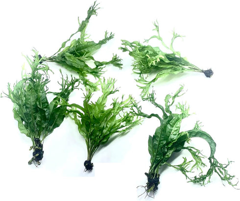 3X Marcus Fish Tanks Java Fern Windelov Microsorum pteropus Lace Java Fern Live Aquarium Plant Planted Tank Beginner