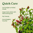 Bushy Shrimp Plants - Ideal Aquatic Companion for Your Aquarium