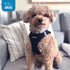 Voyager Step-in Air Dog Harness by Best Pet Supplies, All Weather Mesh Vest Harness for Small and Medium Dogs and Cats