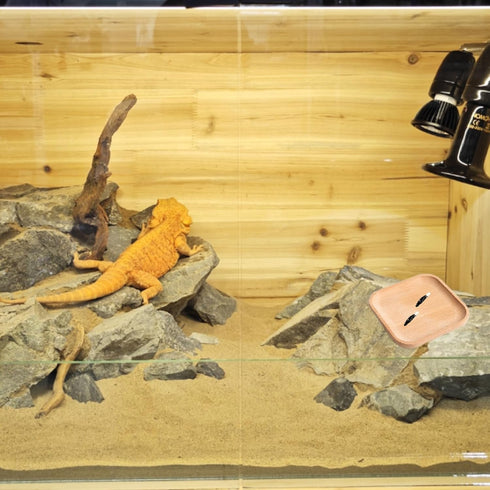 LYYZLFLDM 2 Pcs Leopard Gecko Potty Pad, Beech Crested Gecko Latrine Pad, Portable Gecko Tank Accessories for Reptile