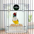 PINVNBY Bird Bath Box - Parrot No-Leakage Bathtub for Cage with Water Injector & Balls Toys (6 Pcs)