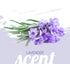 1 Green Groom French Lavender & Chamomile Aromatherapy Dog Shampoo, Gallon - Soothing and Calming, Chamomile Infused