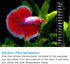 PULACO 25W Small Aquarium Submersible Betta Heater with Free Thermometer Strip for Under 6 Gallon Tanks