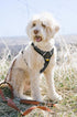 OllyDog Alpine Reflective Comfort Harness - No Pull Dog Harness with Reflective Trims, Ideal for Everyday Use (Medium,