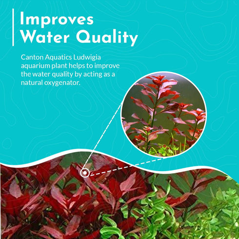 Summer Live Aquarium Ludwigia Repens Plants - Great Background for Fish - Long Lasting & Easy to Maintain - Suitable