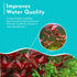 Summer Live Aquarium Ludwigia Repens Plants - Great Background for Fish - Long Lasting & Easy to Maintain - Suitable