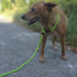 7Ft Slip Lead Dog Leash for Small Dogs, Lightweight Nylon Rope No Pull Training Leash, Green
