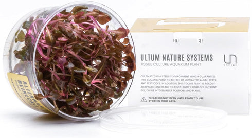 Ultum Nature Systems Alternanthera Reineckii Rosaefolia Red Stem Tissue Culture Live Plant