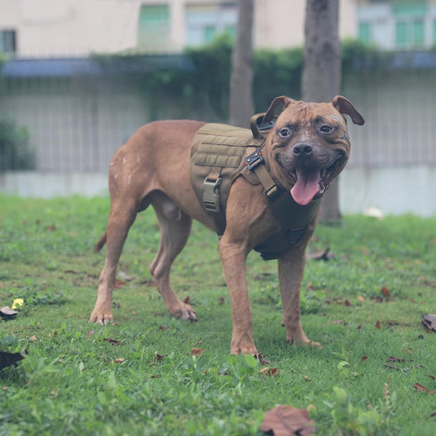 ICEFANG Tactical Dog Harness, Medium Size, 2X Metal Buckle, Working Dog MOLLE Vest with Handle, No Pulling Clip