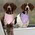 Luptiteuy 2 Pack 2026 Promoted to Big Sister Dog Bandana Pregnancy Announcement Gender Reveal Dog Outfit Baby