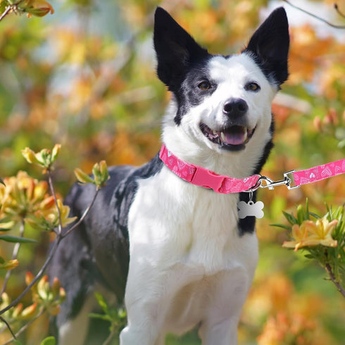 Small Dog Collar and Leash Set - Adjustable Pet Collar for XS, S, M Breeds, 5FT Nylon Dog Leash with Hearts
