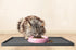 CatGuru Cat Bowls, Whisker Stress Free Cat Food Bowl, Non Slip Shallow Dish for Feeding & Watering Supplies (Set of