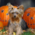 Weewooday 70 Pieces Dog Hair Bows with Rubber Band, Bowtie Pet Accessories for Independence Day, Christmas, Small Puppy