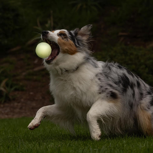 60-100 lbs 3-inch Pack 2 Chuckit! Ultra Ball Dog Toys - Size Large - for Dogs - Made from Durable Rubber - Super Bouncy