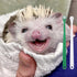 (2PC) Mini Pet Toothbrush Mini Head Soft Bristles Gentle Pet Toothbrush for Small Pets Dental Care Hedgehog Rat Ferret