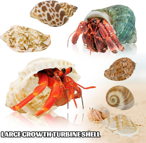 Hermit Crab Shell - Opening Size 0.6"-2", Medium to Large Growth Turbo Seashells for Aquarium Décor, Nautical