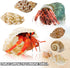 Hermit Crab Shell - Opening Size 0.6"-2", Medium to Large Growth Turbo Seashells for Aquarium Décor, Nautical
