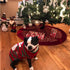 NACOCO Dog Snow Sweater, Snowman Holiday Xmas Clothes for Small Dog and Cat (Snowman, S)