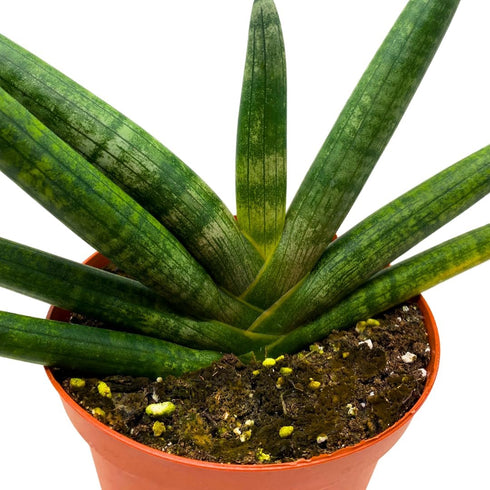 6 inch BubbleBlooms Sansevieria Boncel Starfish Rare Snake Plant