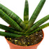 6 inch BubbleBlooms Sansevieria Boncel Starfish Rare Snake Plant