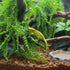 (6 Pack) PINVNBY Reptile Plants Hanging Fake Vines Boston Climbing Terrarium Plant with Suction Cup for Bearded Dragons