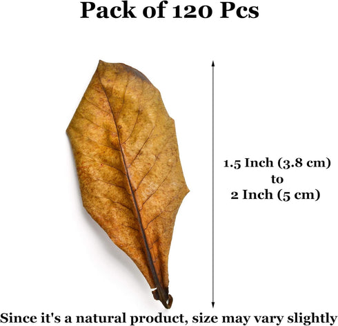 JOR 120 Pack Dwarf Frog Leaf Litter - Mini Indian Almond Leaves for Microfauna Habitat