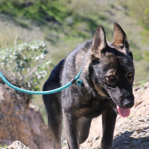 Max and Neo Reflective Rope Slip Lead, 5 Foot Leash - We Donate a Leash to Dog Rescue for Every Leash Sold (PURPLE, 5FT